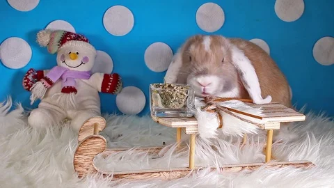 Cute winter bunny rabbit lop dwarf pet concept Stock Footage 102592283