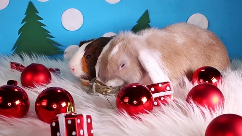 Cute winter bunny rabbit lop dwarf pet concept Stock Footage 102592347