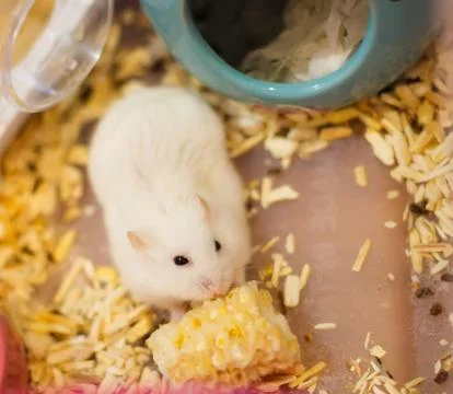 Cute Winter White Dwarf Hamster on floor feeding fresh raw corn food. The Win Stock Photos