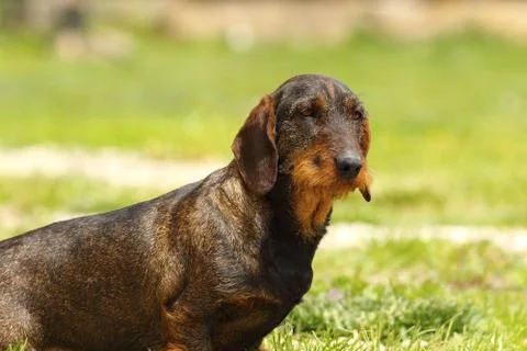 Cute wire haired dachshund standing on lawn Stock Photos