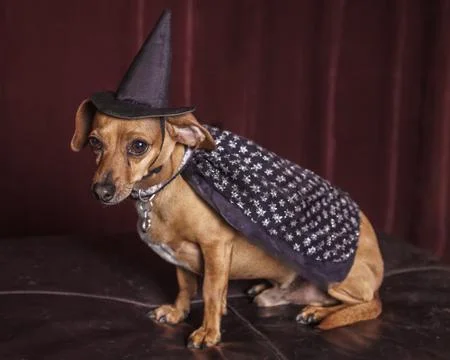 Cute witch dog Stock Photos