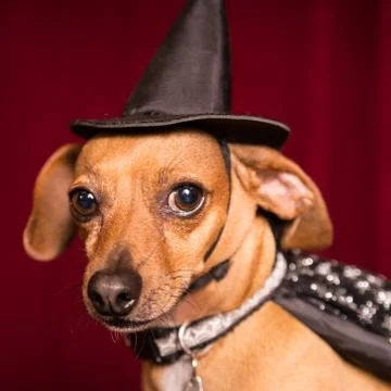 Cute witch dog Foto stock