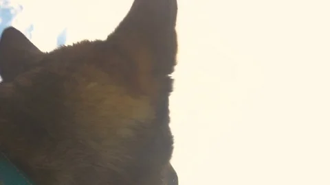 Cute Wolf Dog Looking at the Sky in Mountain Landscape Vidéo 78731704