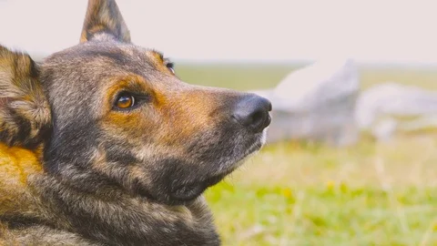 Cute Wolf Dog Moving Head Towards Camera Stock Footage 78653920