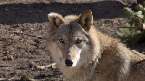 A cute wolf female with bitten ear off Vídeos de archivo 37970020
