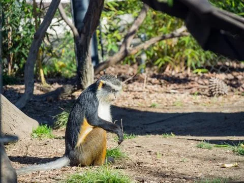 Cute Wolf's Guenon, Cercopithecus wolfi Foto stock