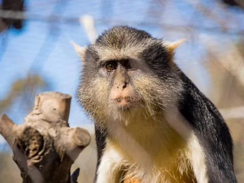 Cute Wolf's Guenon, Cercopithecus wolfi Stock Photos