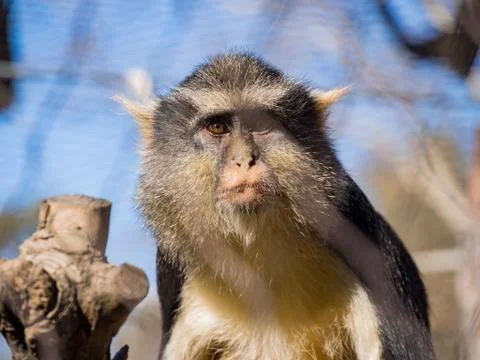 Cute Wolf's Guenon, Cercopithecus wolfi Stock Photos