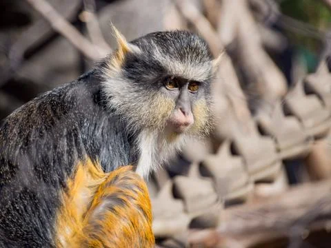 Cute Wolf's Guenon, Cercopithecus wolfi Stock Photos