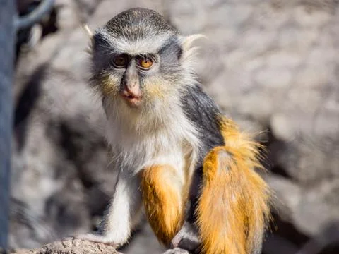 Cute Wolf's Guenon, Cercopithecus wolfi Stock Photos