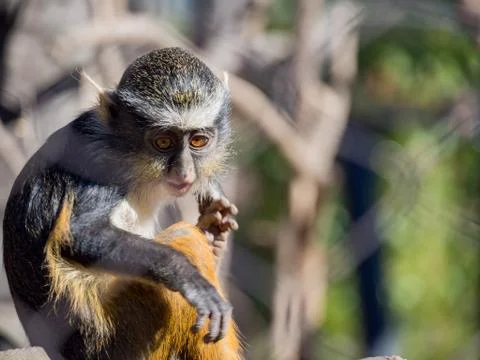 Cute Wolf's Guenon, Cercopithecus wolfi Stock Photos