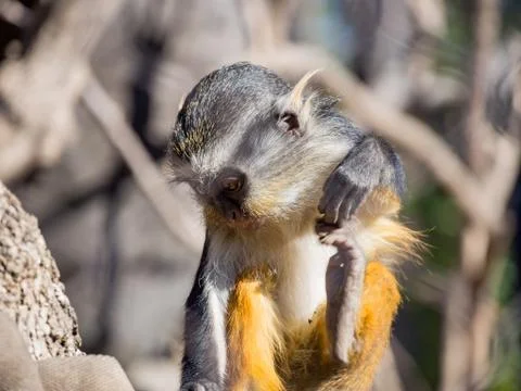 Cute Wolf's Guenon, Cercopithecus wolfi Stock Photos