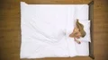 The cute woman lay on the bed. View from above 4k or 4k+ Resolution