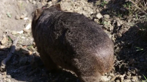 Cute Wombat exploring surrounding Video stock 71767840
