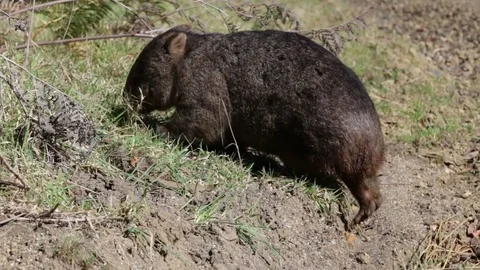 Cute Wombat exploring surrounding looking for food Stock Footage 71767710