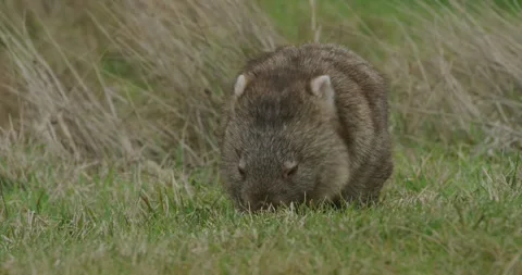 Cute Wombat Feeding Grass, Close Up, 8K Vídeos de archivo 333822180