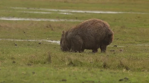 Cute Wombat feeding on grass Stock Footage 71694734