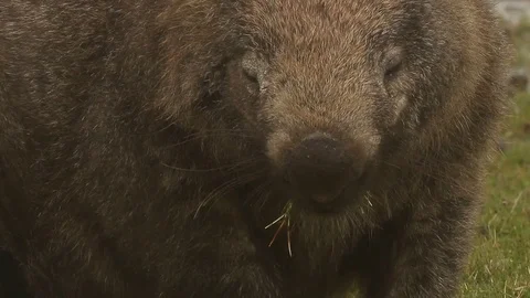 Cute Wombat feeding on grass Video stock 71694821
