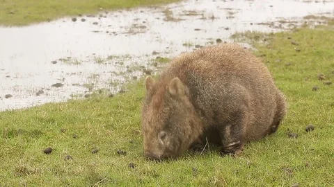 Cute Wombat feeding on grass Stock Footage 71695626