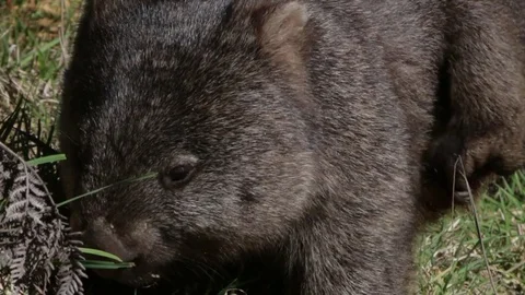 Cute Wombat feeding on grass Stock Footage 71794524
