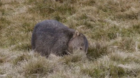 Cute Wombat feeding on grass Stock Footage 71941822