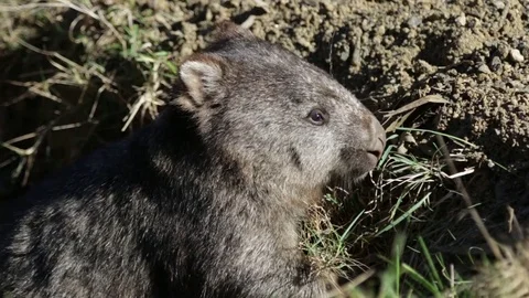 Cute Wombat hiding in hole 스톡 동영상 71768031
