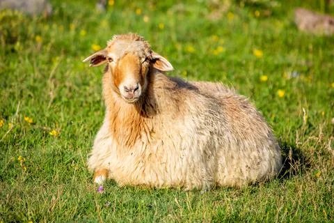 Cute wool sheep posing outdoors rural countryside farmland Stock Photos