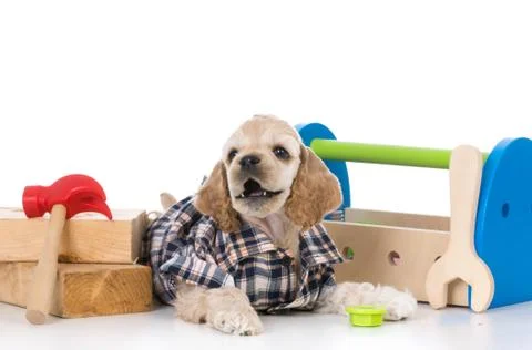 Cute working dog Foto stock