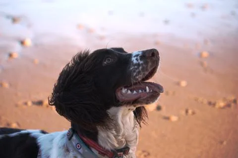 Cute working type english springer spaniel pet gundog on a sandy beach Stock Photos