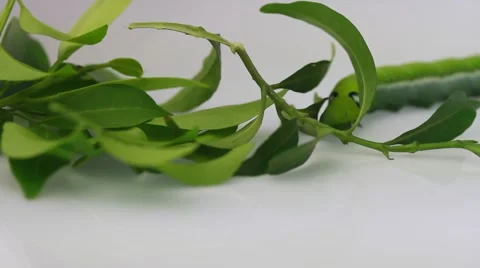 Cute worm and leaf on white 스톡 동영상 55408781