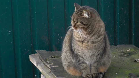 Cute yard cat sits Stock Footage 124769930