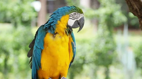 Cute yellow and blue macaw parrot bird resting on a branch Stock Footage