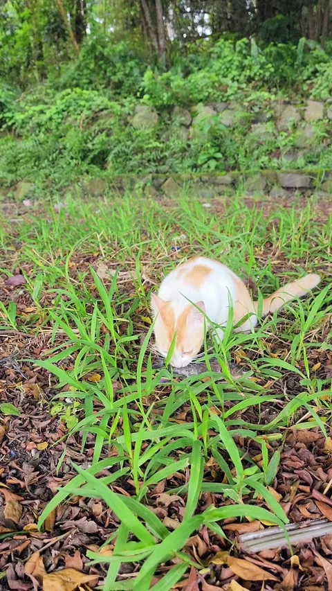 A cute yellow and white cat is trying to chew fresh live fish Stock Footage 297653828