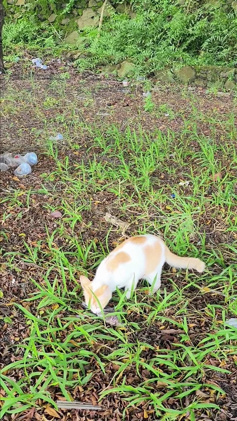 A cute yellow and white cat is trying to chew fresh live fish Stock Footage 297653829