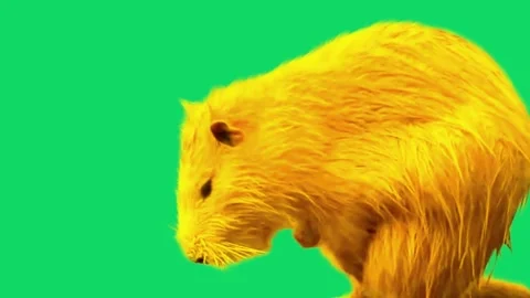 Cute yellow beaver eating on green screen background for video animation Stock Footage 341801397