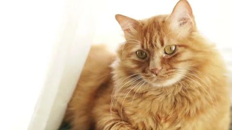 Cute Yellow Cat Blinking His Eyes Near the Window 스톡 동영상 96236690