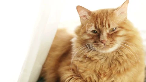 Cute Yellow Cat Blinking His Eyes Near the Window Stock Footage 96275130