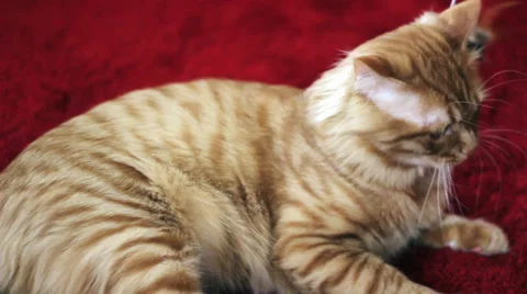 Cute Yellow Cat Bored to Playing Stock Footage 35403122
