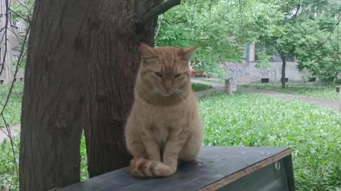 A cute yellow cat 動画素材 240958087