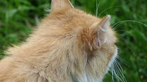 Cute yellow cat in the garden Stock Footage 239367357