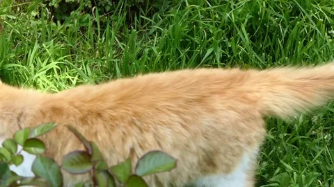Cute yellow cat in the garden Stock Footage 239367623