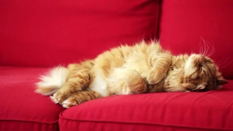 Cute yellow cat is laying down - He is ready to sleep 스톡 동영상 74401034