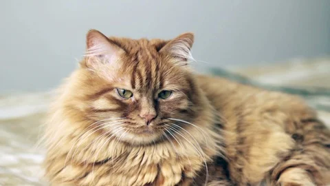 Cute Yellow Cat Laying Down And Something Catches Its Attention Stock Footage 87089554