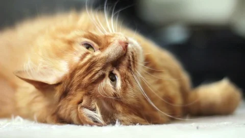 Cute Yellow Cat Lie On His Back Stock Footage 96233379