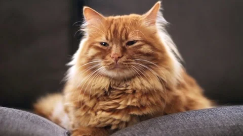 Cute yellow cat looking around 스톡 동영상 74384044