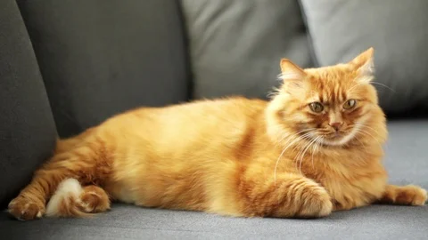 Cute Yellow Cat Looking Around and Turning His Head Stock Footage 96245348