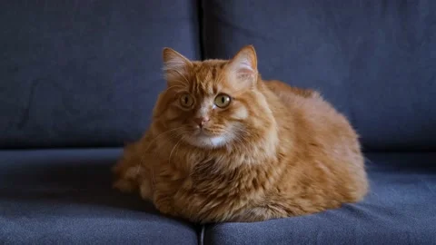 Cute Yellow Cat is Looking Around Curiously Stock Footage 168221219