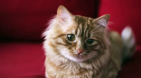 Cute Yellow Cat Looking to Camera Stock Footage 35522388
