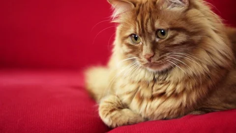 Cute yellow cat looking left side of camera Stock-Footage 74399629