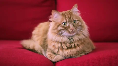 Cute yellow cat looking right side of camera Stock Footage 74399188